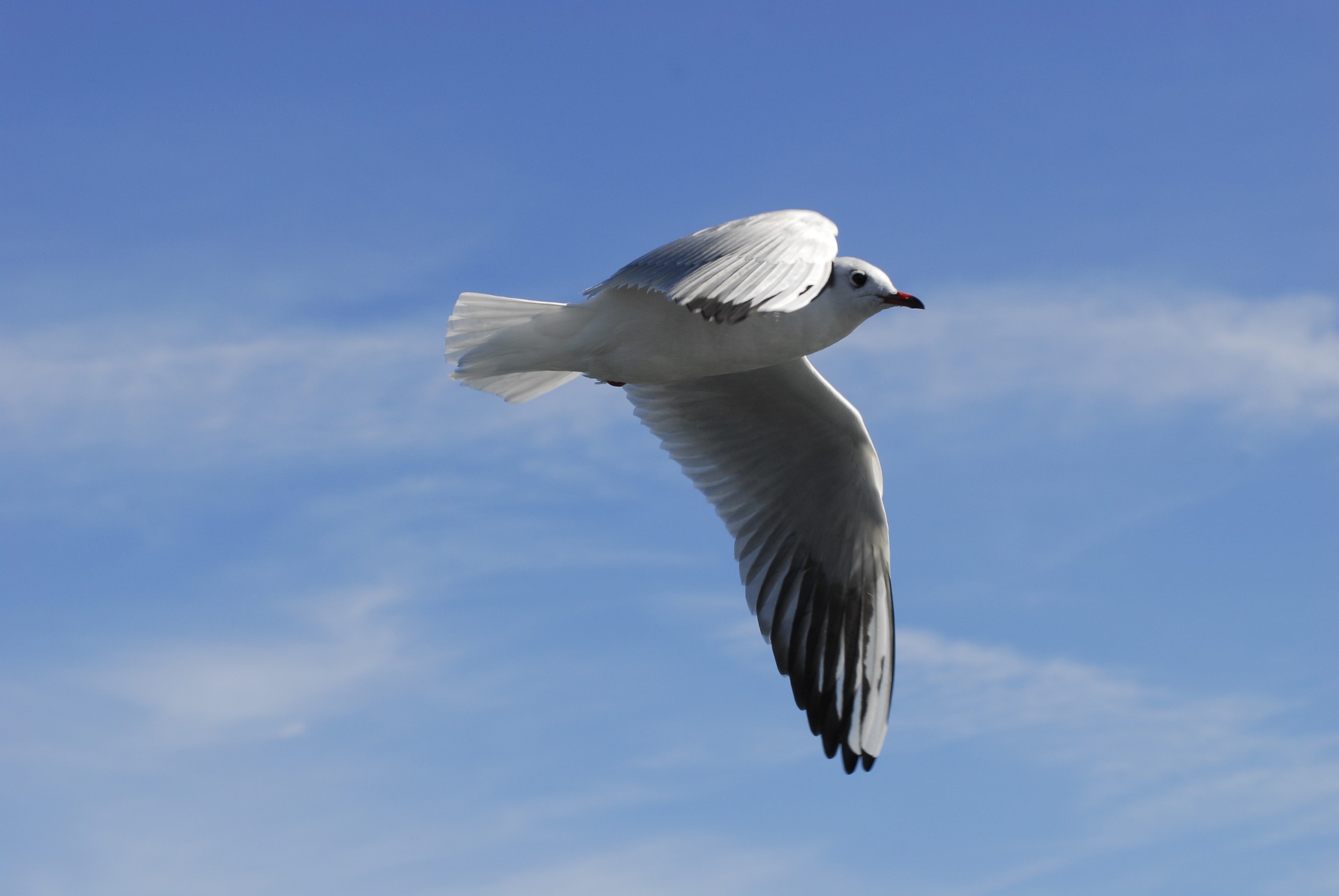 How to Transform Stress This Holiday Season:  A Practical Guide for Creating Greater Ease and Meaning